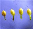  Anthers with terminal gland